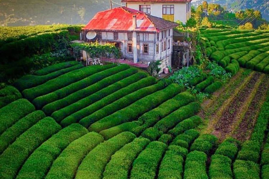 Golvia Hemşin ve Laz Yaylaları Turu